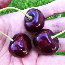 Черешня Стаккато