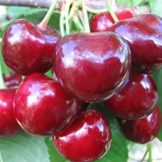 Черешня Аннушка