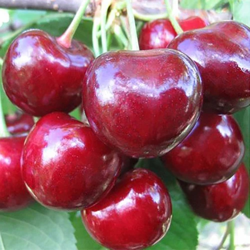 Черешня Аннушка