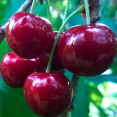 Черешня Василіса
