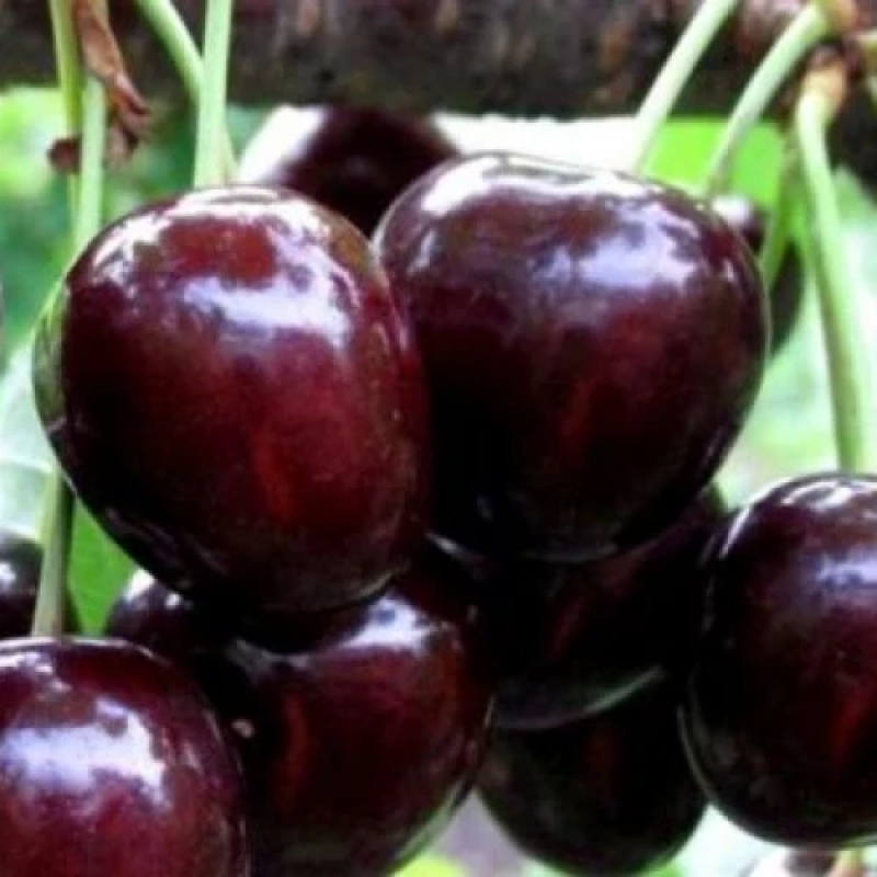 Черешня Регіна