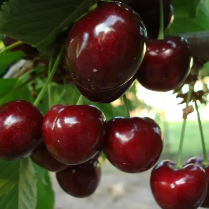 Черешня Сем