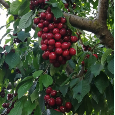 Черешня Фольфер