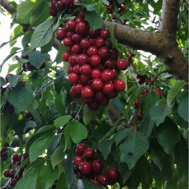 Черешня Юстина