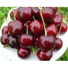 Черешня Бурлат