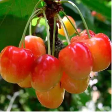 Черешня Наполеон рожева