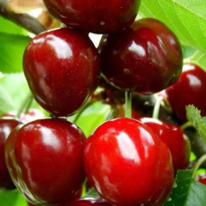 Черешня Космічна