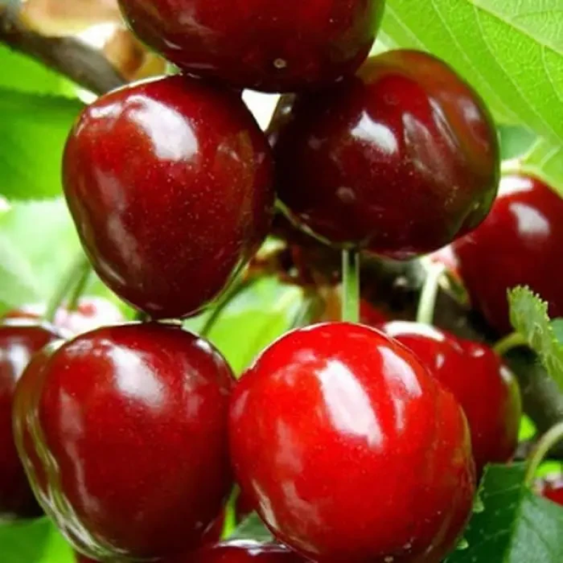 Черешня Космічна Черешня Космічна