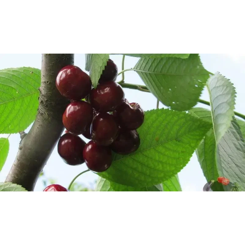 Черешня Роял Хелен