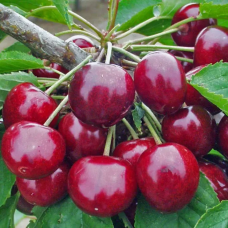 Черешня Фабіола