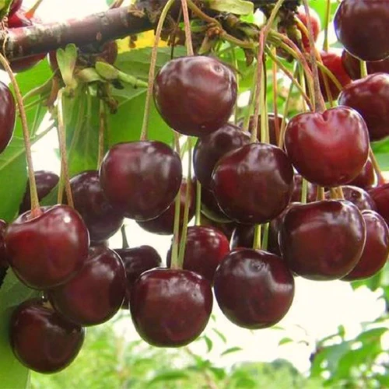 Вишня ЗІграшка Вишня ЗІграшка