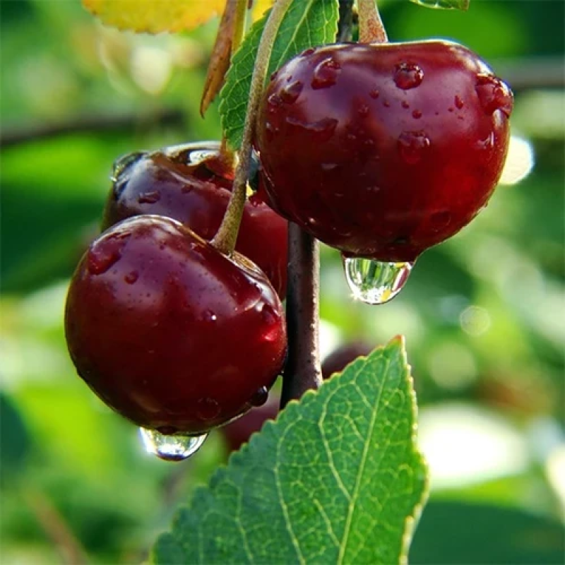 Вишня Ксенія