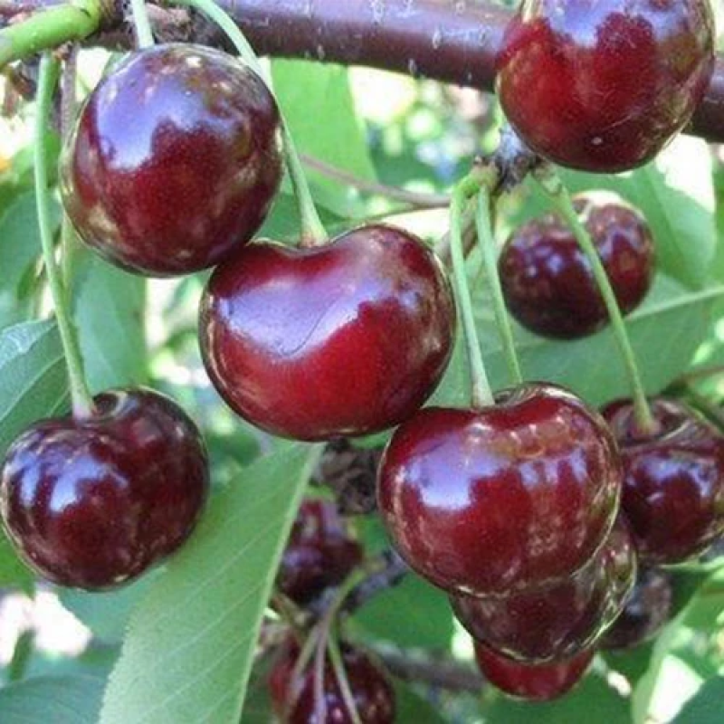 Вишня Мелітопольська Десертна