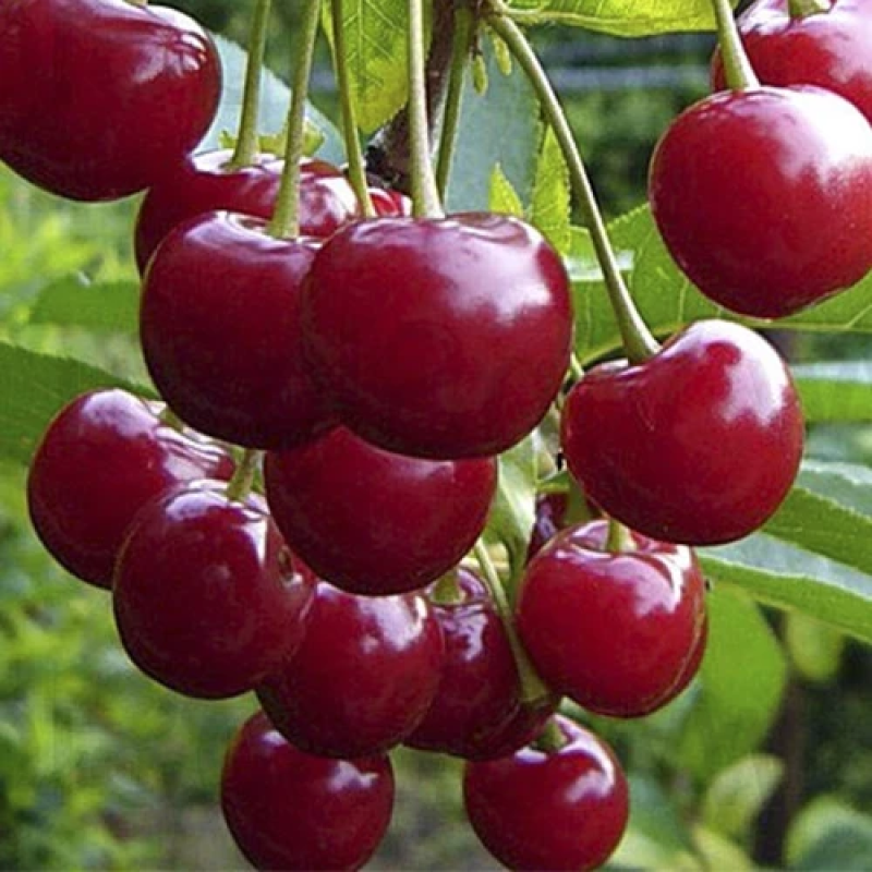 Вишня Тургенівська