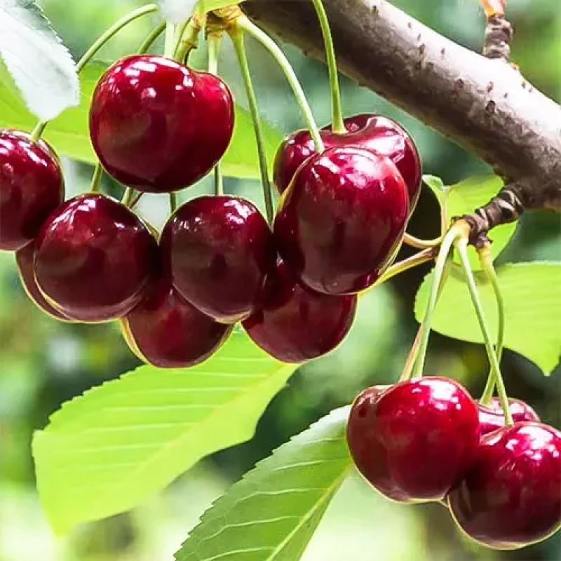 Вишня Ерді Бетермо