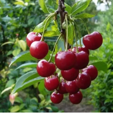 Вишня Любська