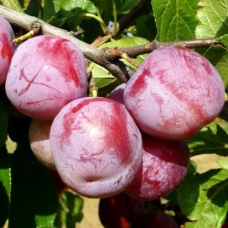 Слива Ренклод Альтана