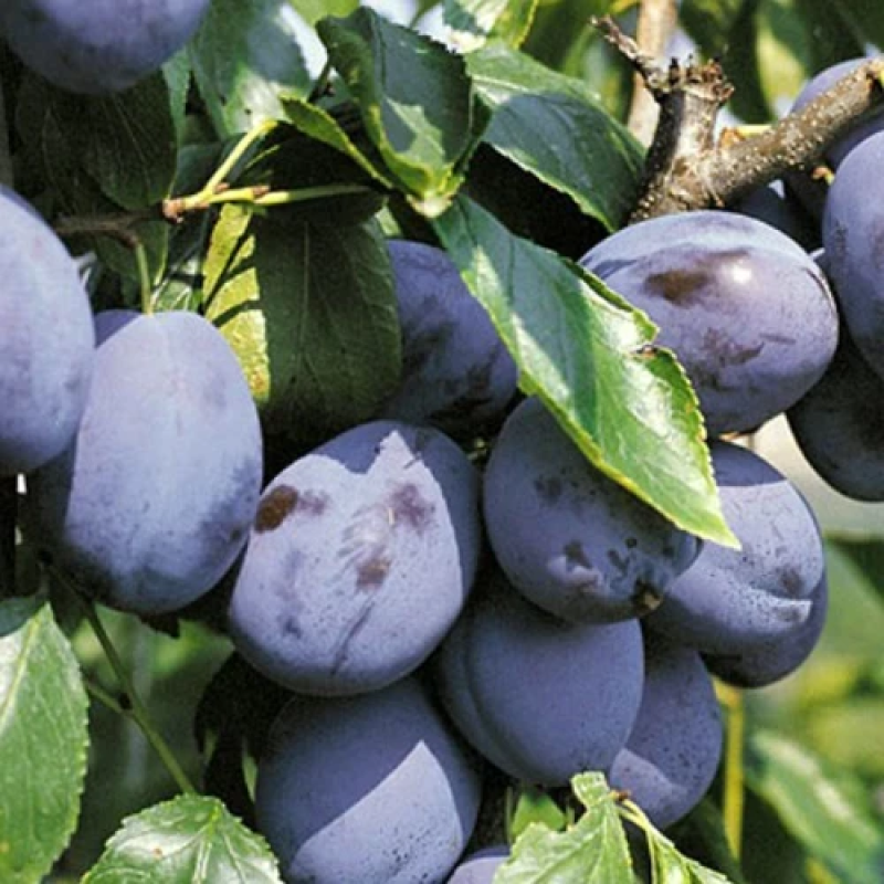 Слива Ганіта Слива Ганіта