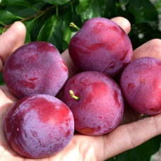 Слива диплоїдна Блек Даймонд