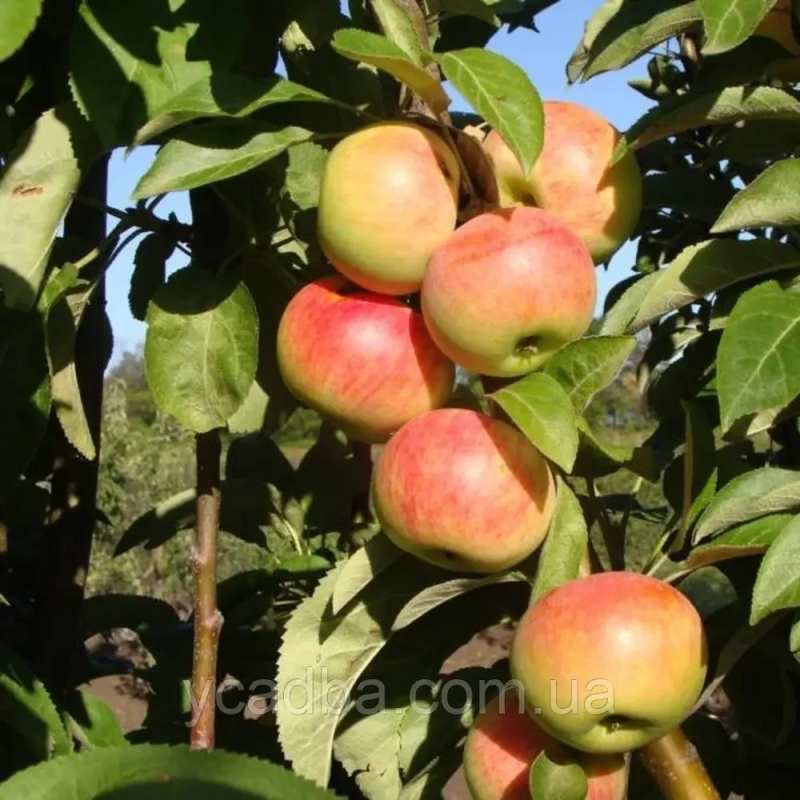 Яблуня колоновидна Кримська (зимова) Яблуня колоновидна Кримська (зимова)