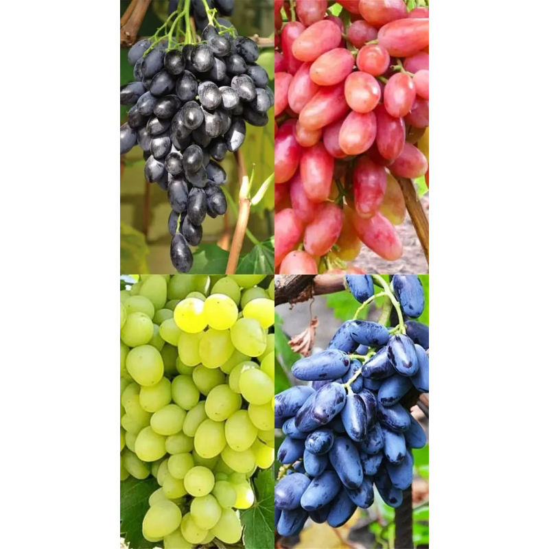 КОМПЛЕКТ ВИНОГРАДУ ГОРДІСТЬ ВИНОГРАДНИКІВ З 4 СОРТІВ