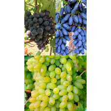 Виноград, комплект з 3-х сортів “Сабріна“ 3шт саджанців