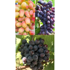 Виноград комплект з 3-х сортів “Весна“ 3шт саджанців
