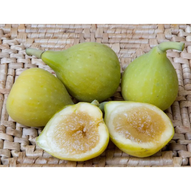 Інжир бурштиновий “Кадота“