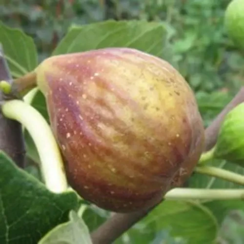 Інжир коричневий “Рандіно“