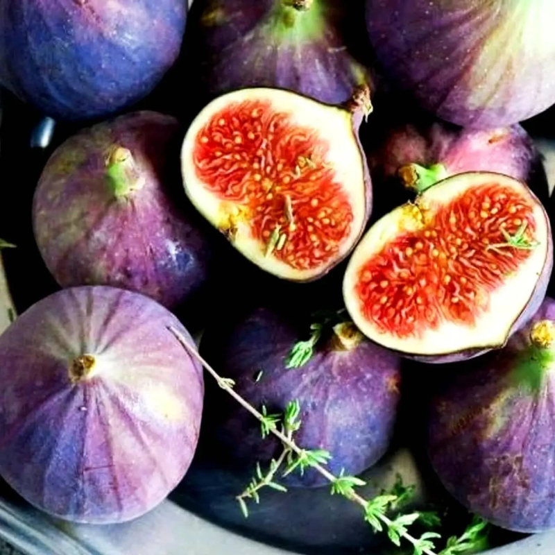 Інжир “Ківський Великоплідний“