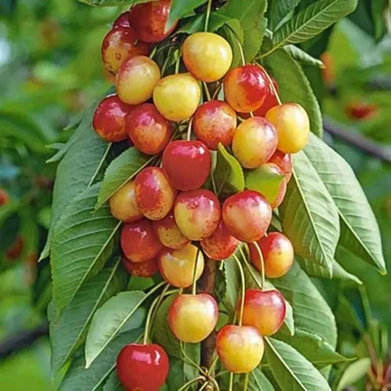 Колоновидна черешня  Рожева