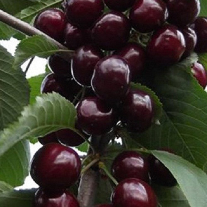 Вишня Нічка