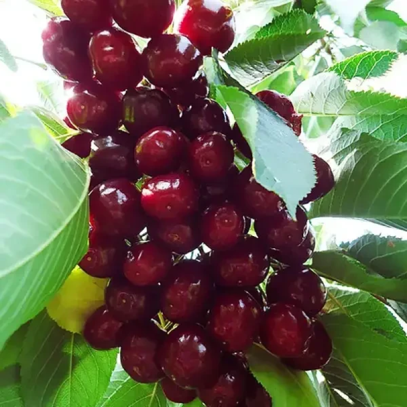 Колоновидна черешня Червона помада