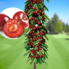 Колоновидна черешня Яхім