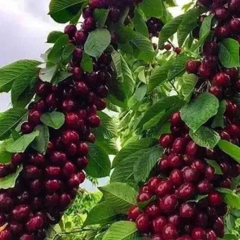 Колоновидна черешня “Ревна“