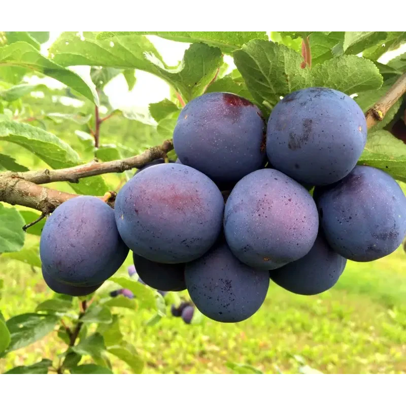 Слива колоноподібна Кромань Слива колоноподібна Кромань