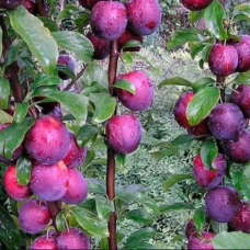 Слива колоноподібна Командор