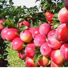 Колоноподібний гібрид алича — слива Персикова (рання)