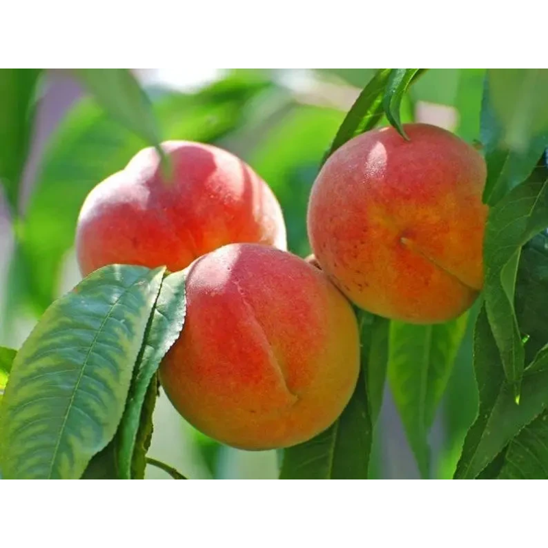 Персик колоновидний Пандора