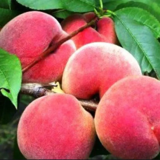 Персик колоноподібний Кримський