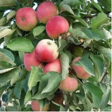 Яблуня колоноподібна “Васюган“