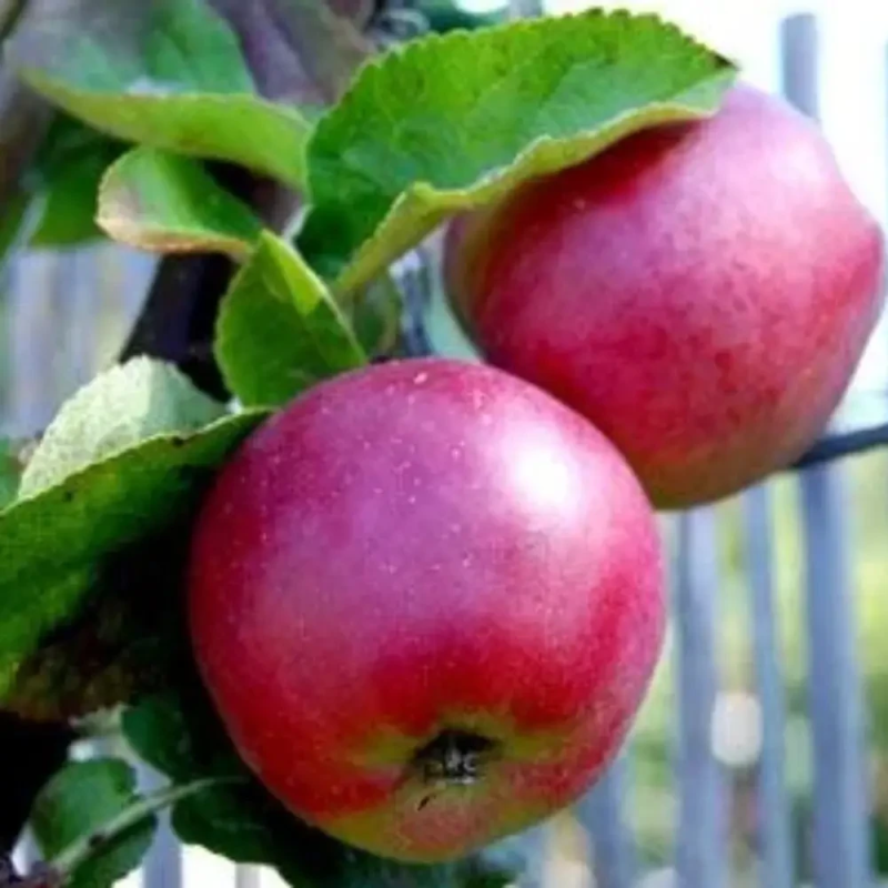 Колоноподібна яблуня Спарта