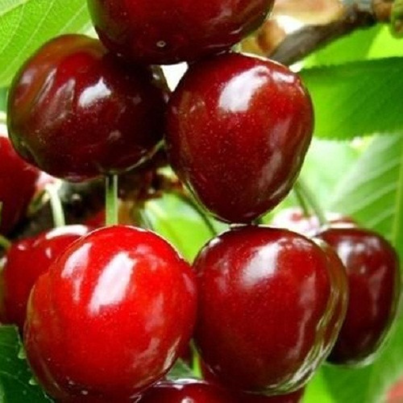 Вишня Диво- вишня Вишня Диво- вишня