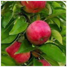 Колоноподібна яблуня Скорпіон