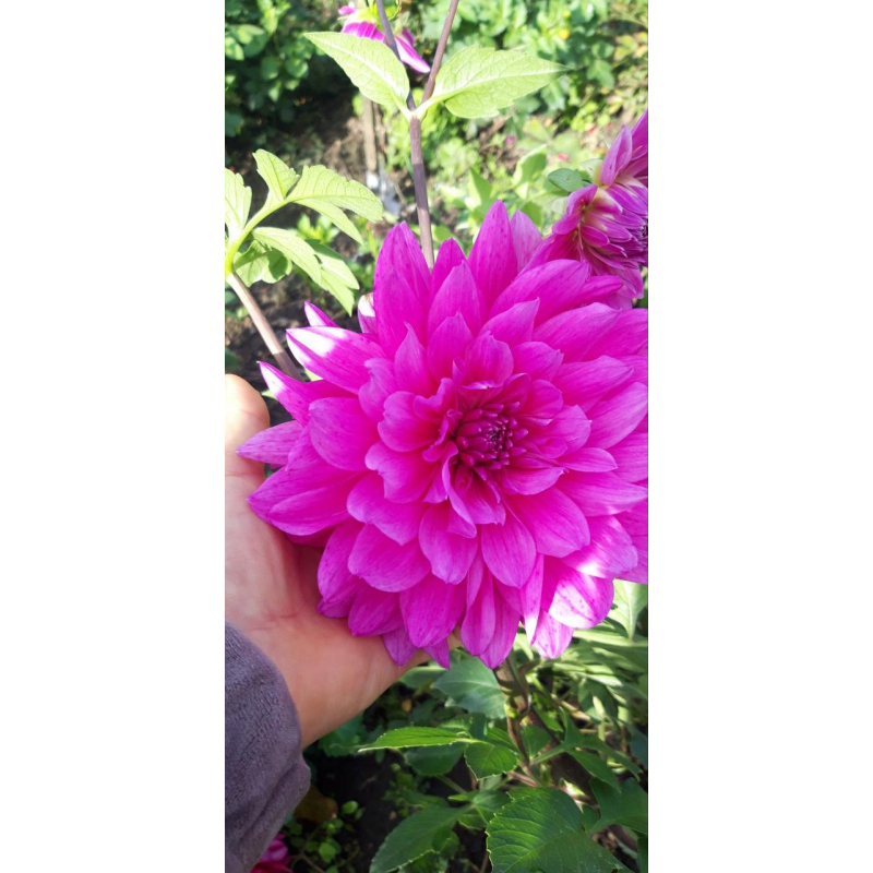 Жоржина високоросла Rosella (рожева)