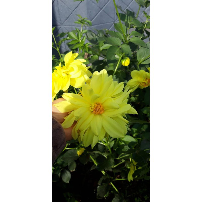 Жоржина жовта