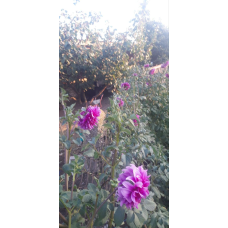 Жоржина Bluetiful (лавандова)