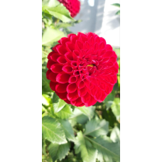 Жоржина яскраво червона