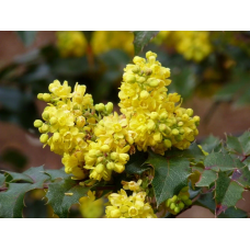 САДЖАНЦІ МАГОНІЇ ПАДУБОЛИСТНОЙ (МАҺОПІА AQUIFOLIUM)