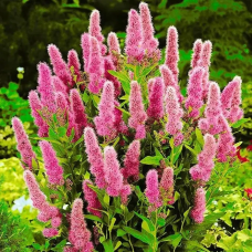 САДЖАНЦІ СПІРЕЇ БІЛЛАРДА (SPIRAEA BILLARDII)